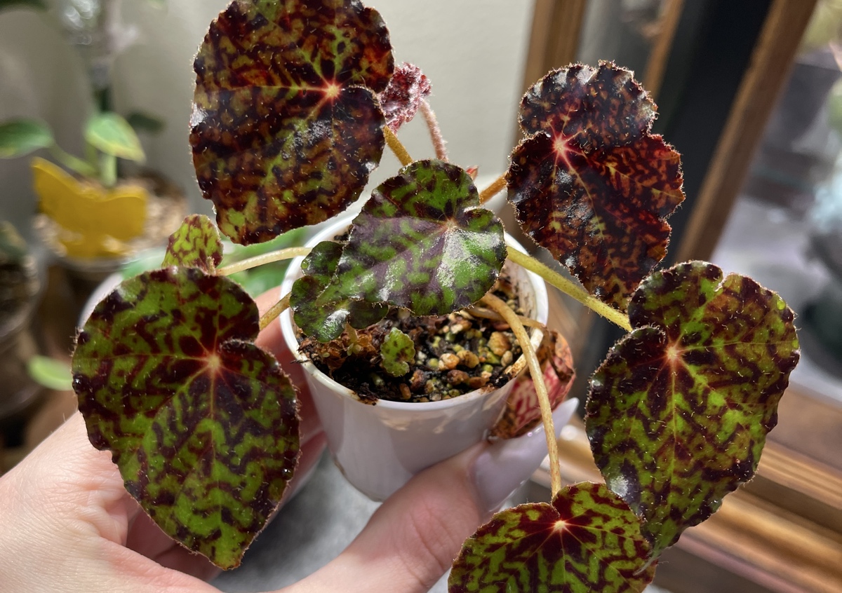 Begonia ‘Red Planet’