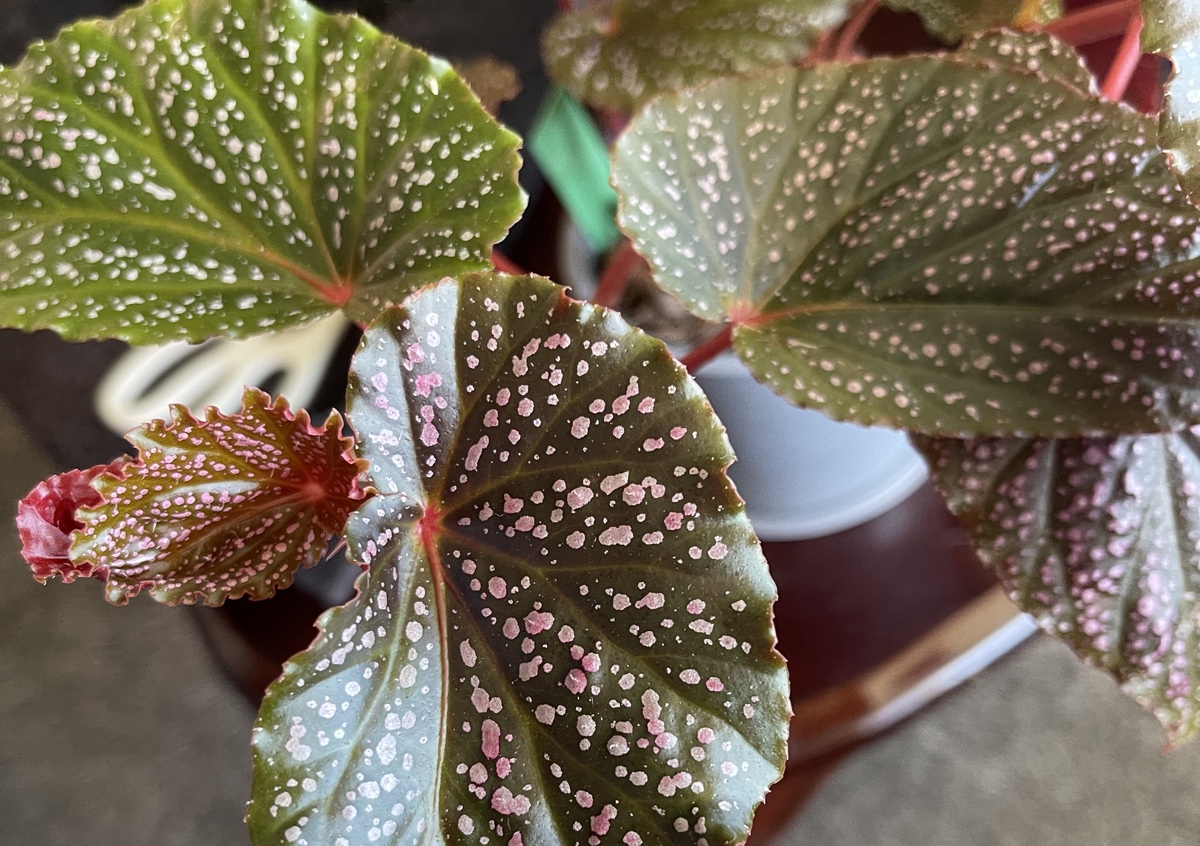 Begonia ‘Pink Dot’?