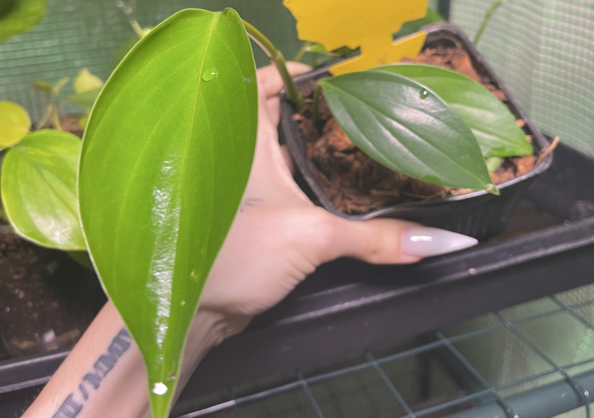 Rhaphidophora, decursiva (dragon tail)