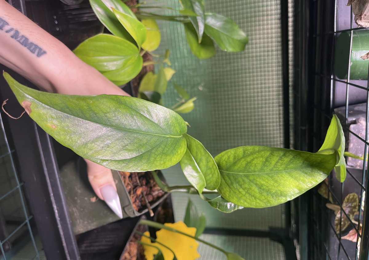 Epipremnum, ‘Baltic blue’ (pothos)