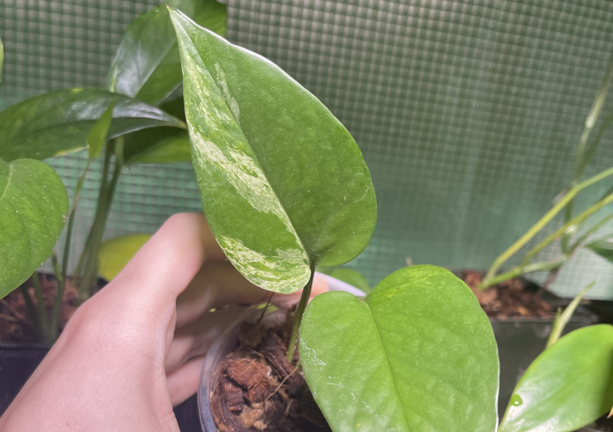 Marble Queen Pothos