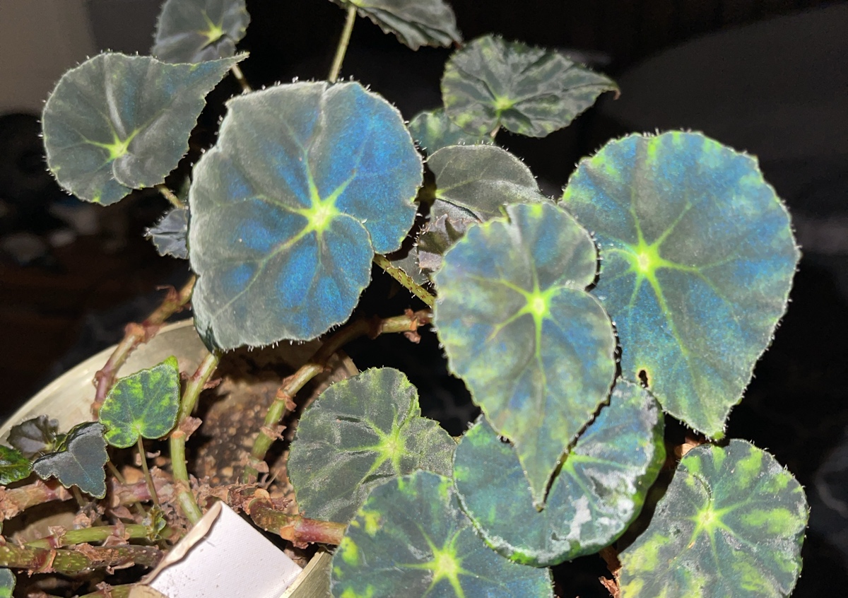 Begonia ‘Black Lightning’