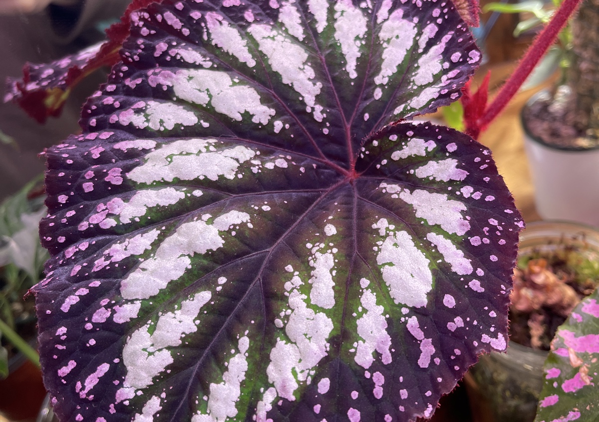 Begonia ‘Fireworks’