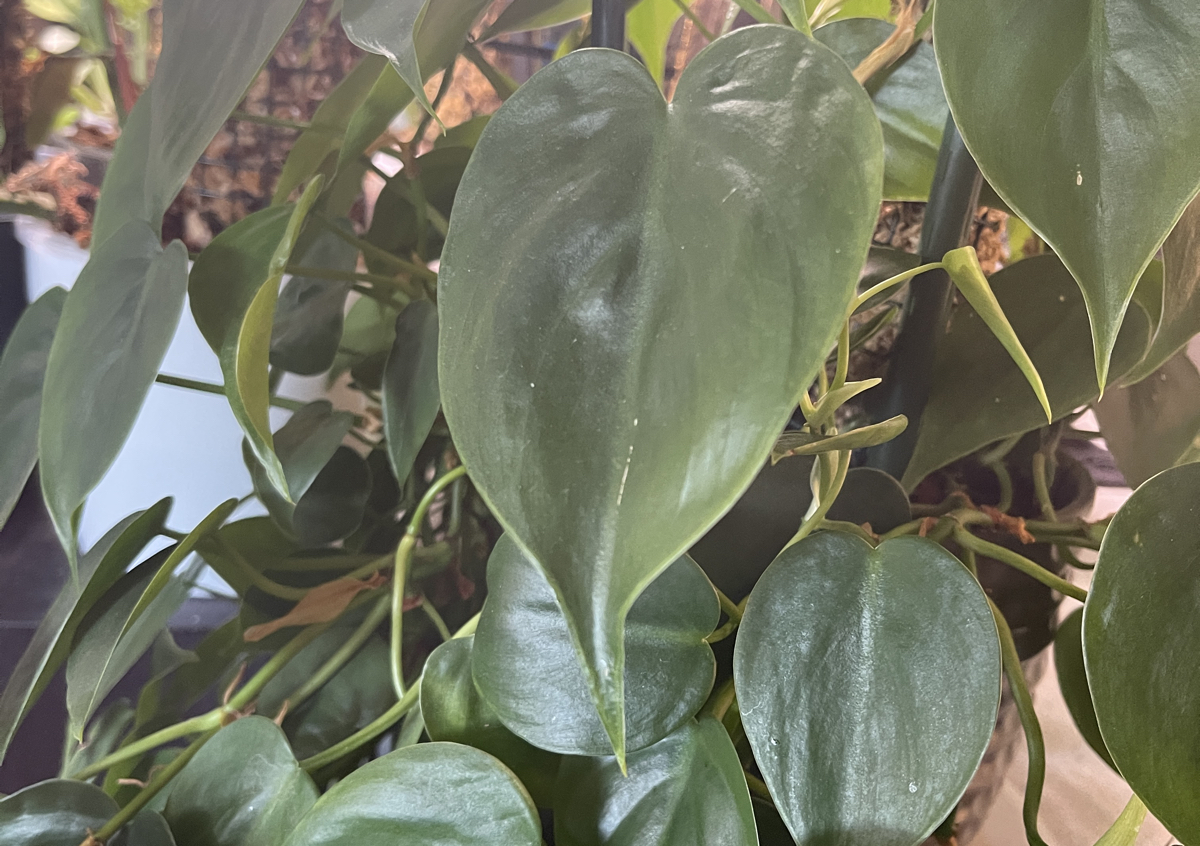 Heartleaf Philodendron