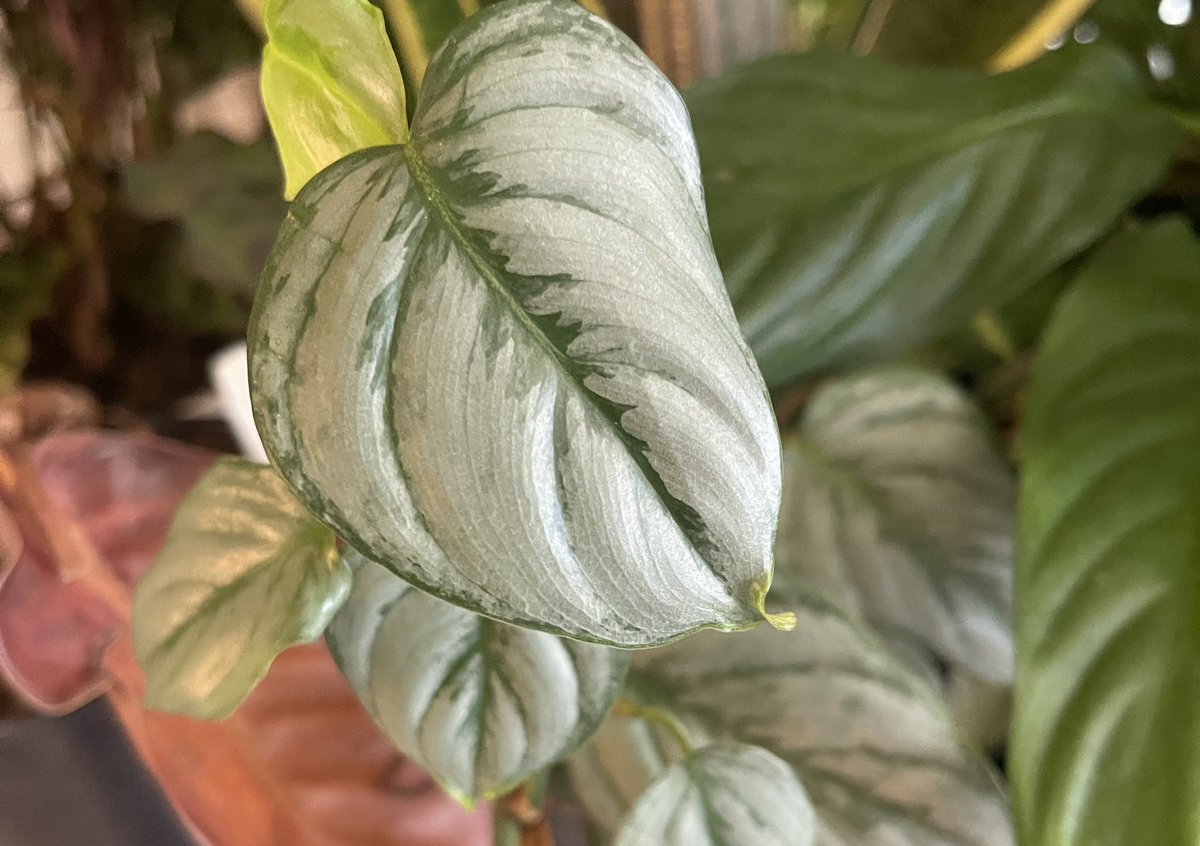 Philodendron, ‘sodiroi