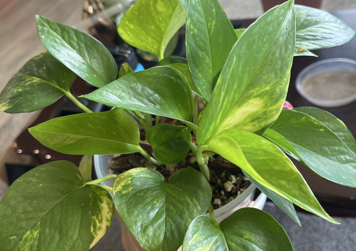 Golden Pothos