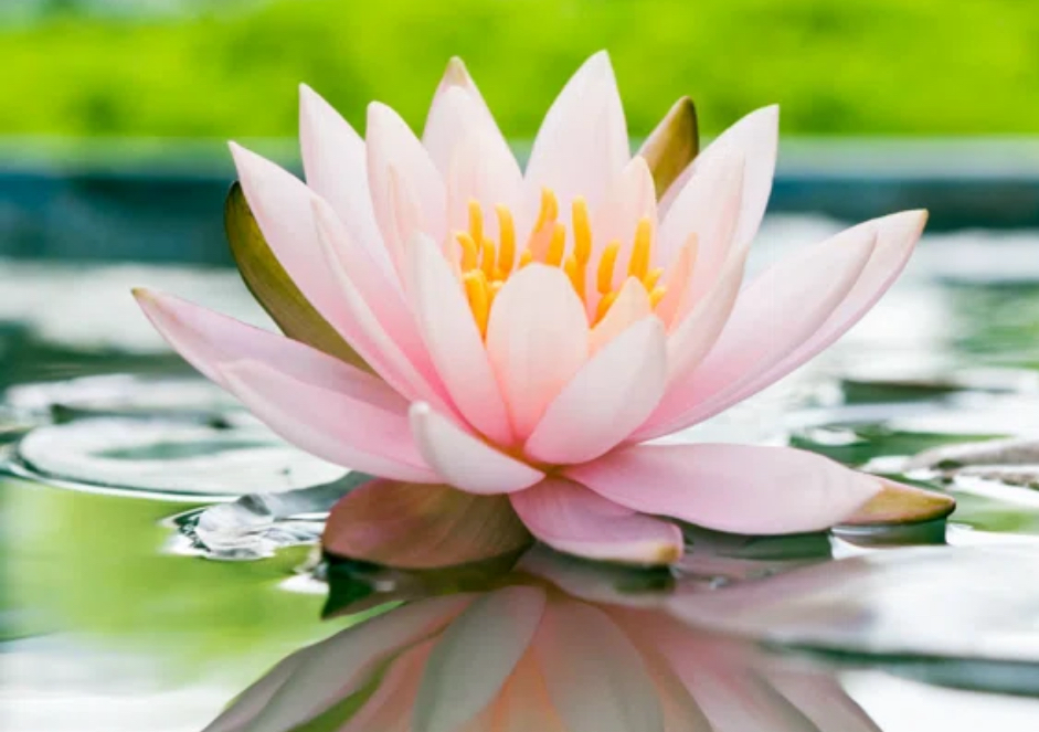 The Lotus 🪷 1hr 20min (sympathy package)