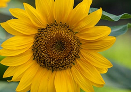 🌻The SUNFLOWER ( 4hr 20min (ultimate package) 