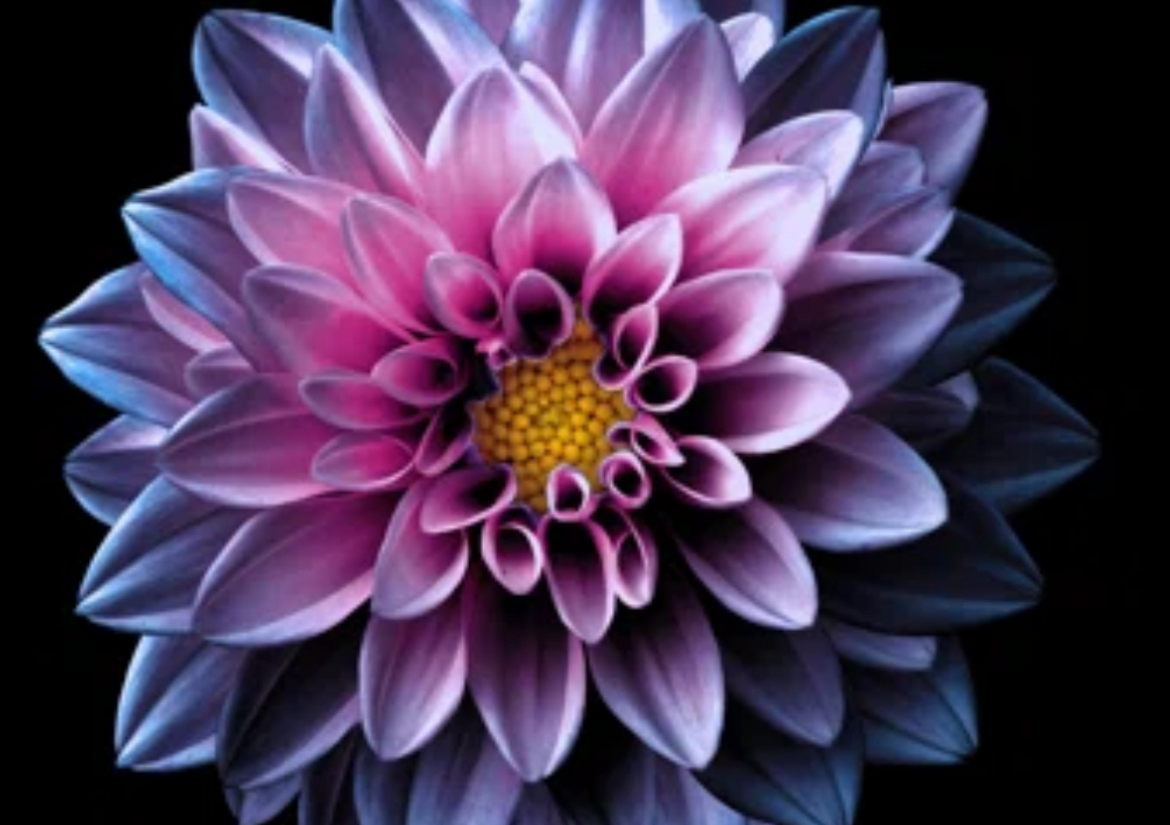 The BLOSSOM🌸1 hr 45min HOT OIL HOT TOWELS 