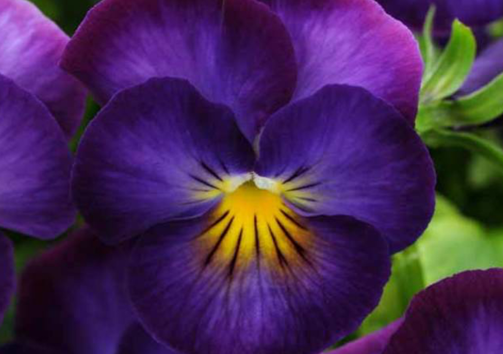 The Violet-🪻 HOT TOWELS &HOT OIL; 2hr front & back massage, nose hair clippings,focal points,facial cleansing,fr