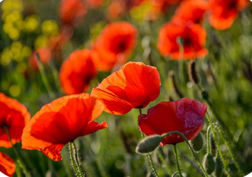 The poppy🌾 Shoulders, arms, fingers, Legs & Feet HOT OIL& HOT TOWELS