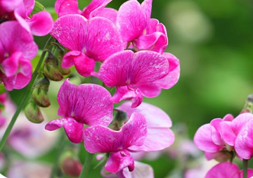 30 min The Orchid 🌸 Hot towels, Hot Oil, Back only