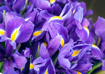 The Iris☘️Massage HEAD, NECK & SHOULDERS