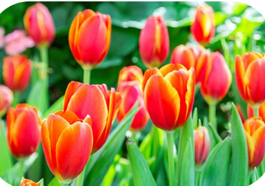 (The Tulip🌷) includes full body massage front and back with Hot oil, Hot towels, the massage gun over your entire body.