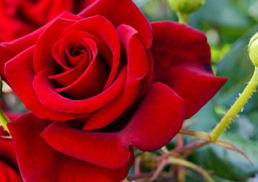 (The ROSE 🌹)massage GUN On Your BACK ONLY