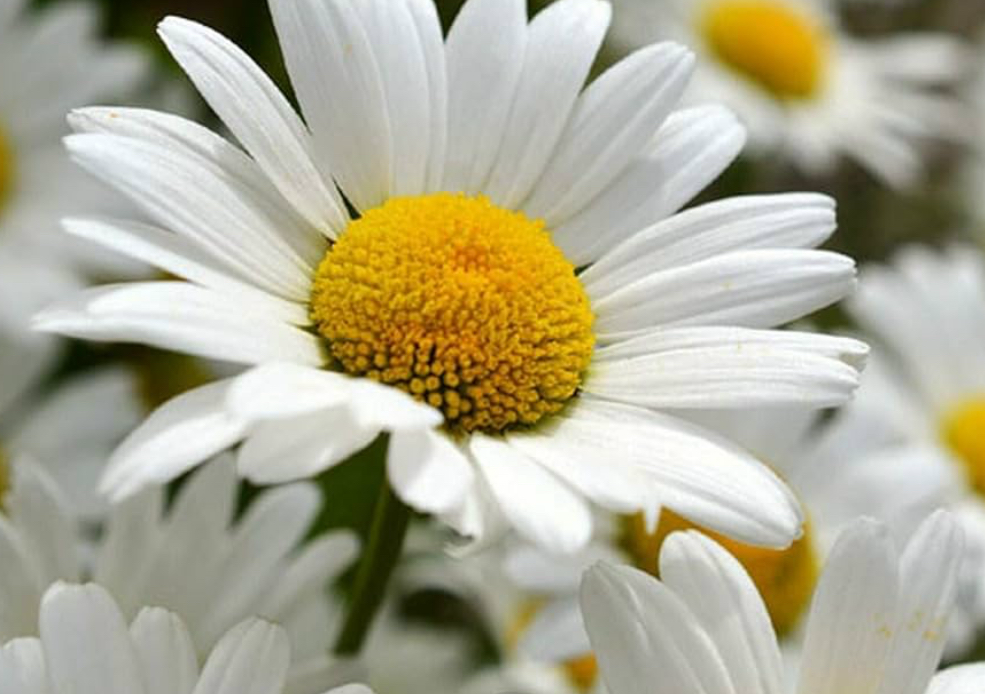 The Daisy🌼 Legs and feet (only) HOT OIL & HOT TOWELS