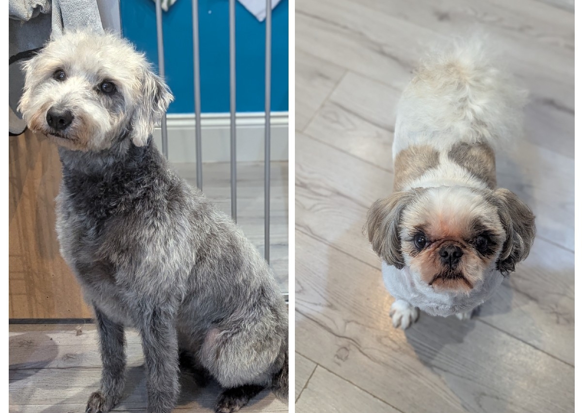 Full groom small/medium dogs e.g Shih Tzu, bedlington terrier 