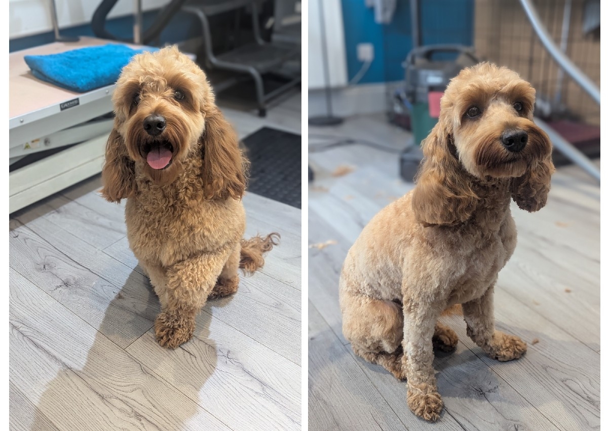 Full groom poodle mix small-medium dogs e.g cockerpoos/cavapoos.