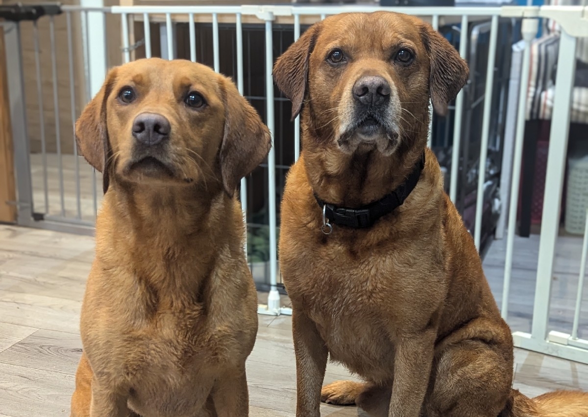 Bath, brush and towel dry (short haired dogs)