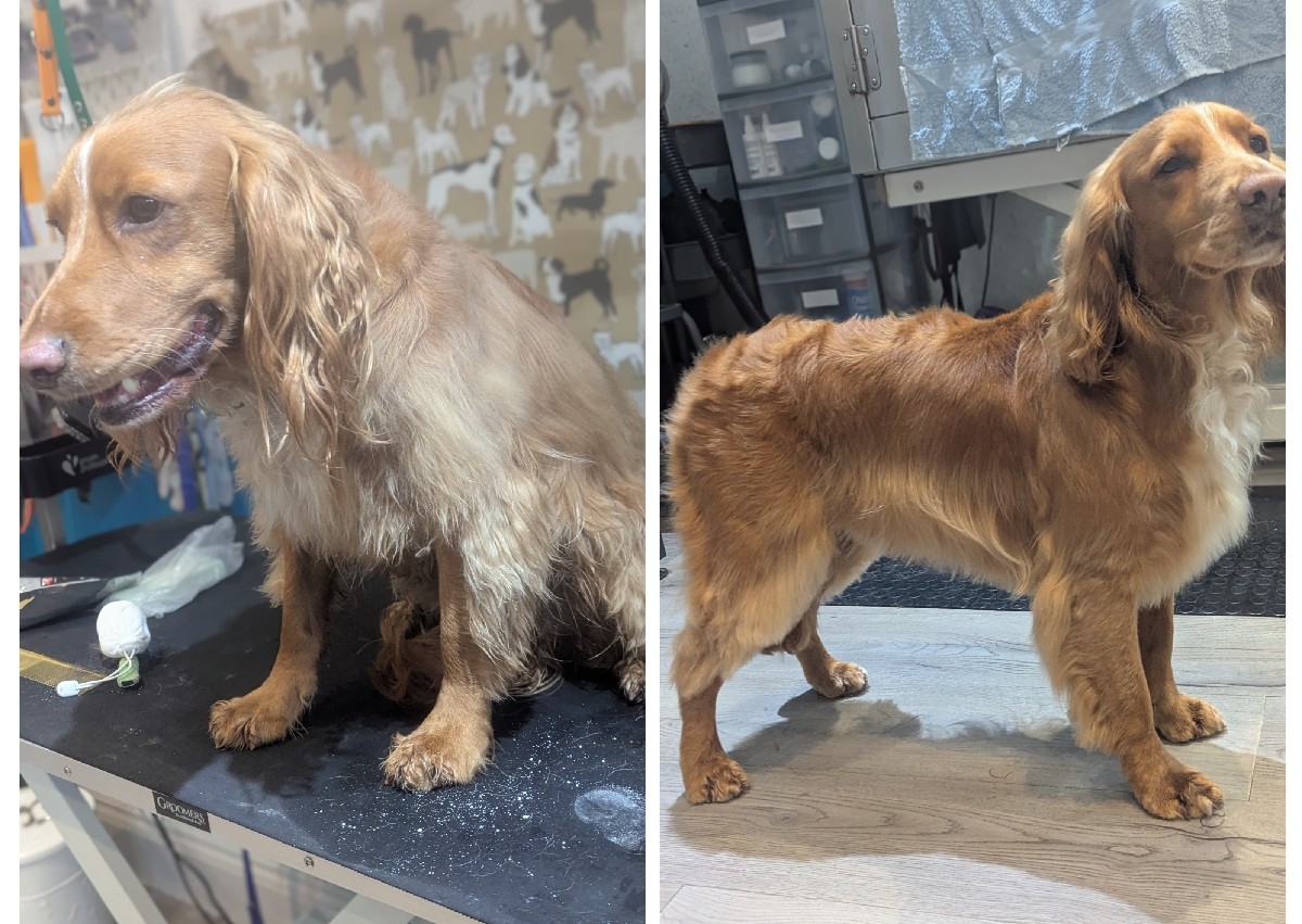 Handstrip silk coat e.g Cocker spaniel 