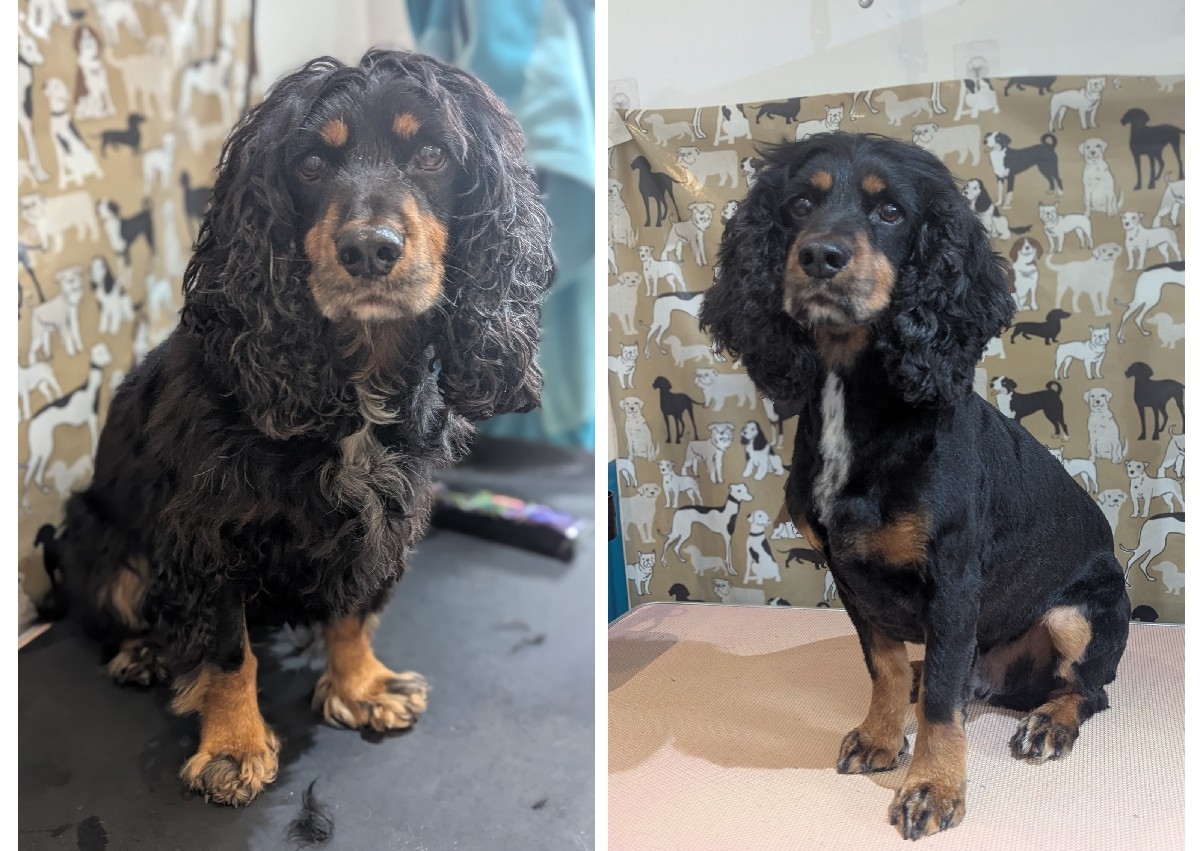 Spaniel clip off
