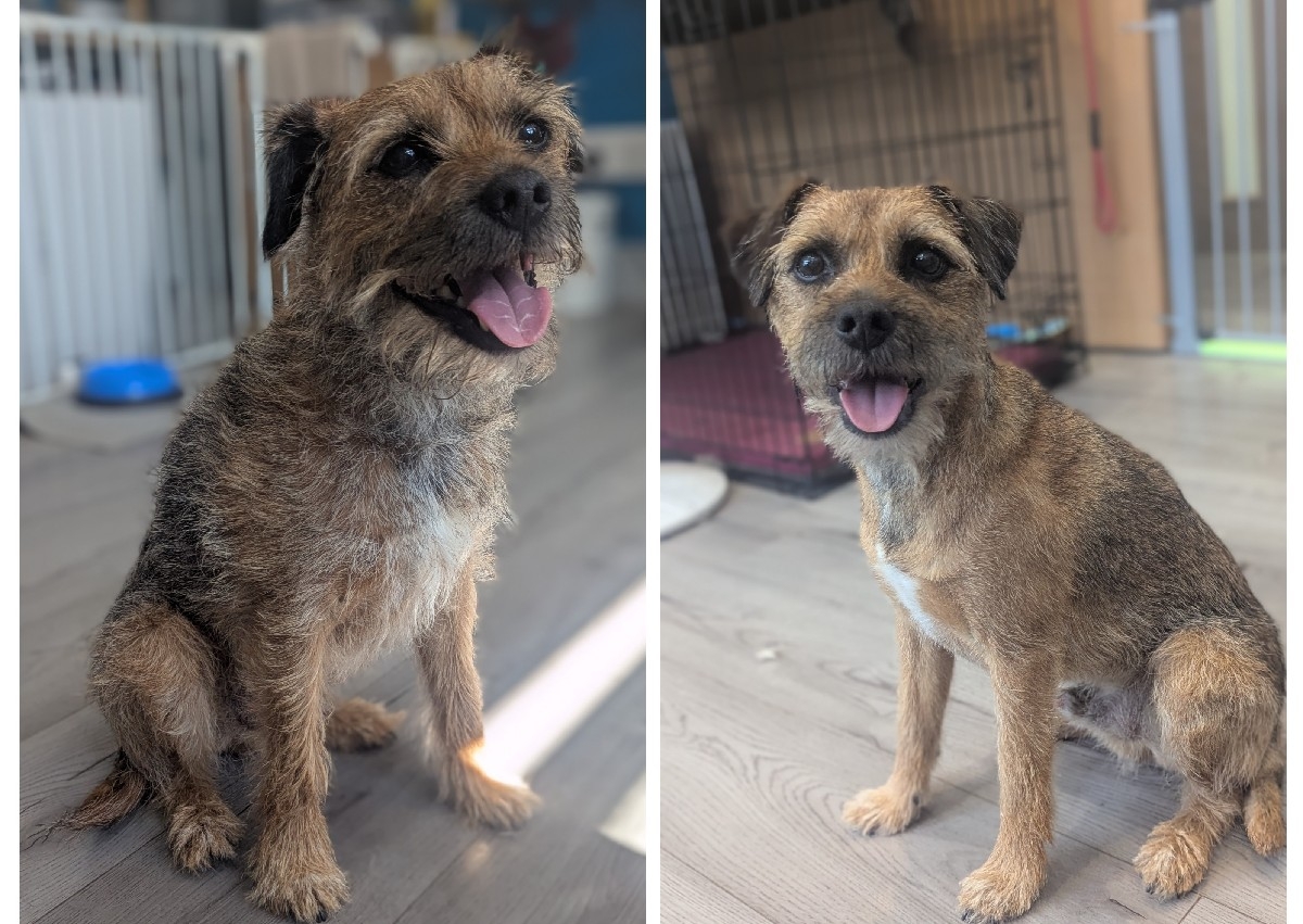 Handstrip wire coat e.g Border terrier 