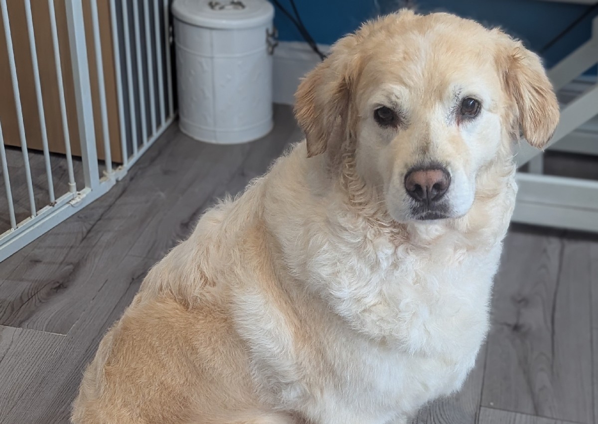 Deshed, bathe and blow dry (double/ long haired) large breed dogs +/- trim feet/feathers etc e.g. Chow Chow, Golden Retriever 