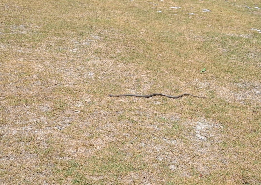 Snake Control Service