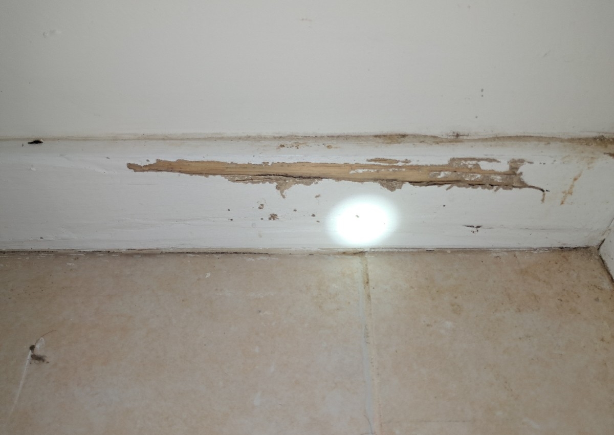 Termite Inspections
