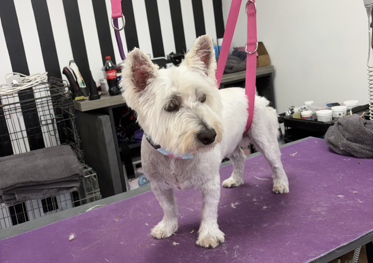 Full Groom X-Small and Small