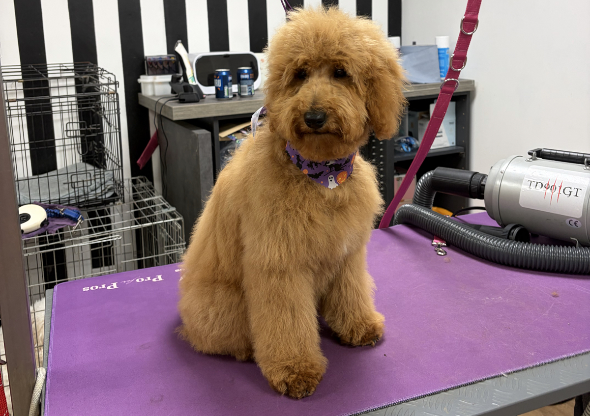 Puppy Groom Medium