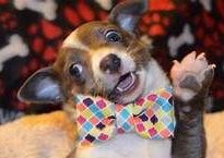 Dog bow or tie
