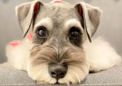 Puppy Bath and Trim (2-6 months)