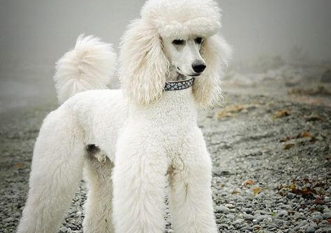 Full groom up to 14lbs