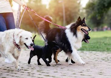 Dog Walk / field trip