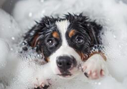Pampered Puppy Bath (2-6 months)