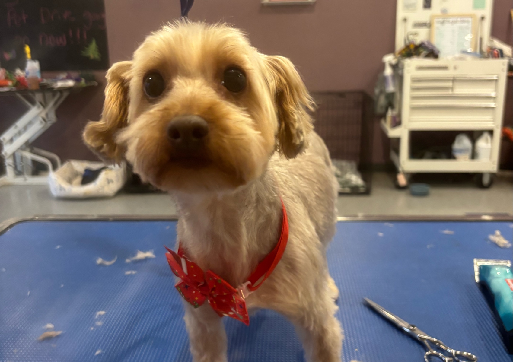 Full groom on matted dogs starts at