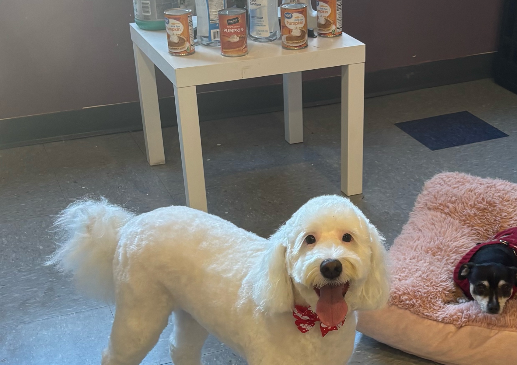 A decked out pet over 40 lbs to 60 starts at $130