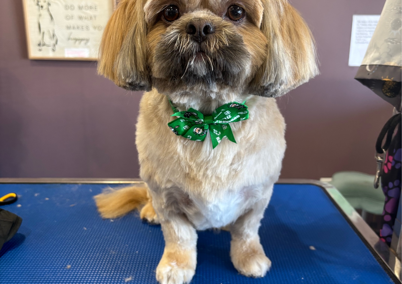 A Decked Ou Pet, small to medium dogs under 15 lbs starts st $80