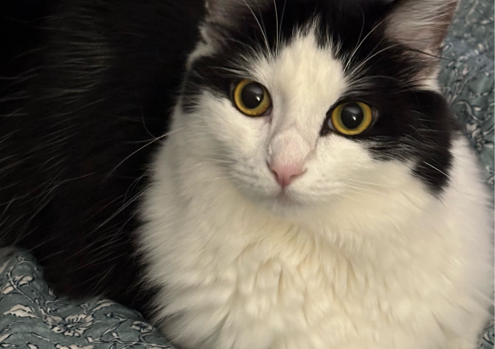 Cat grooming starts at $100