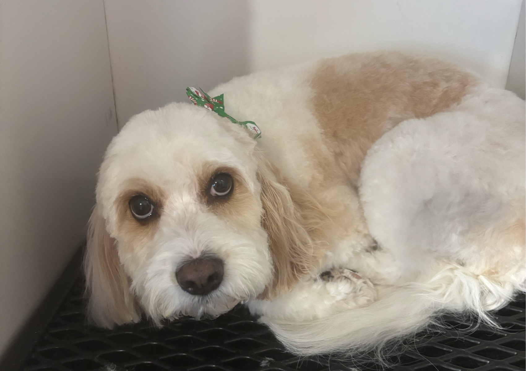 A Decked Out Pet medium 35 lbs and under starts at 100