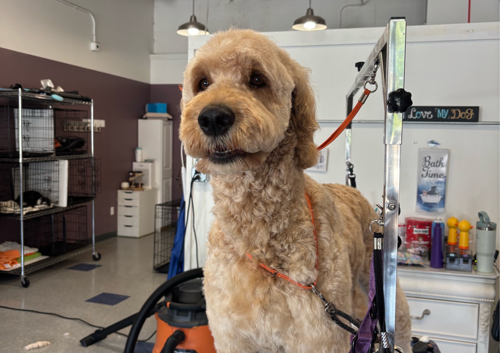 A Decked Out Pet 60 lbs and over starts at  $130