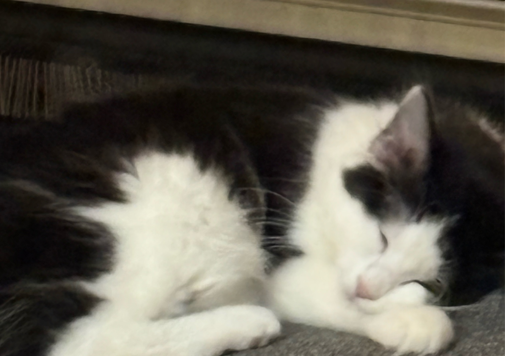 Kitten groom for cats up to 8 months old