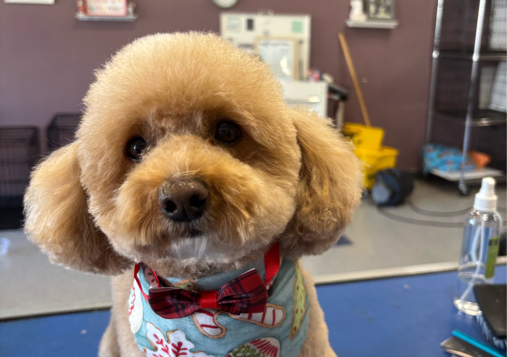 A Decked Out pet med to large. 25 lbs and under starts at $90