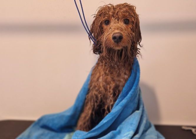 Small / Medium dog (Chihuahua to Cocker spaniel)