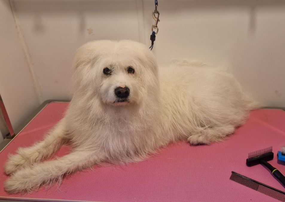 Large / Extra Large dog (Springer spaniel to Great Dane)