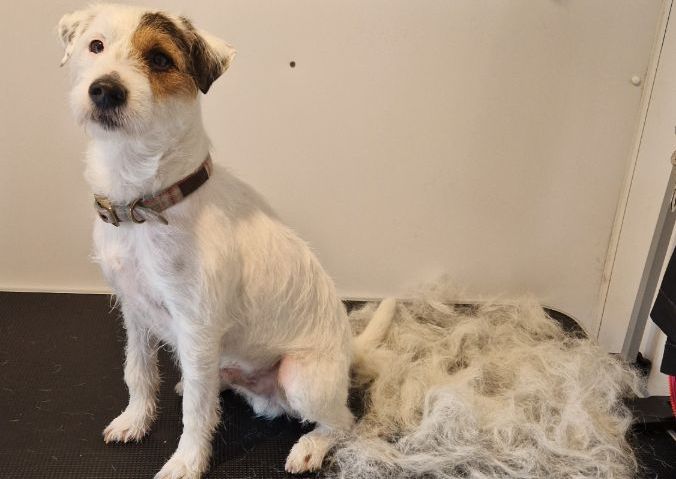 Small dog (Chihuahua to Pug) 