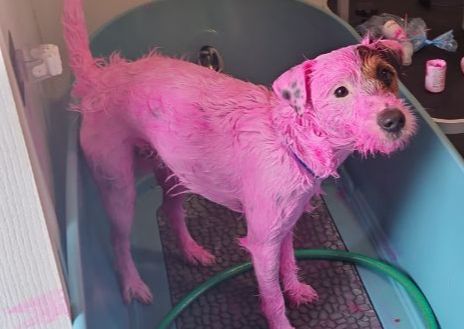 Creative Colour Grooming