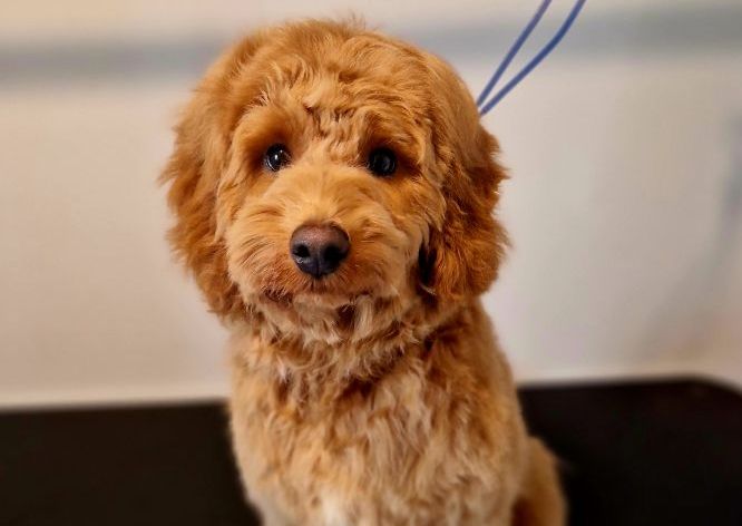 Large dog (Springer Spaniel to Labrador)