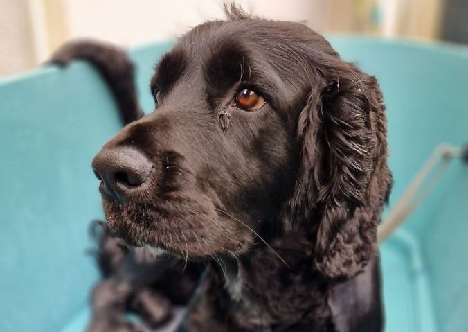 Large dog (Springer Spaniel to Labrador)   